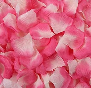 Pink and Cream Rose Petals